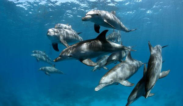 Фото: Дельфин афалина