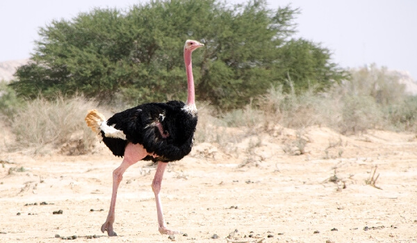 Охрана Африканского страуса