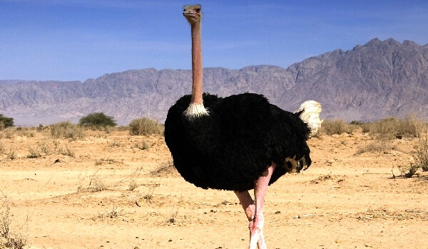 Где обитает Африканский страус