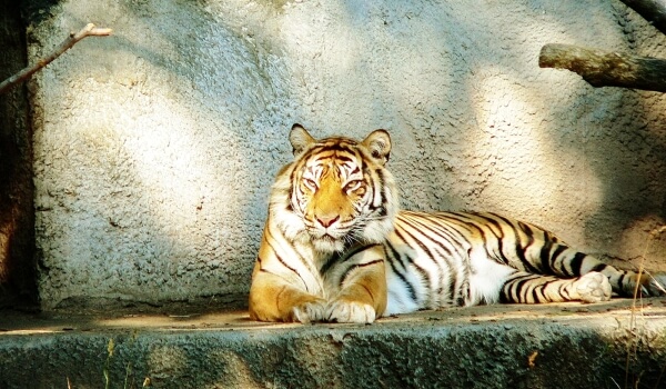 Фото: Амурский тигр