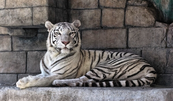 Фото: Белый тигр из Красной книги