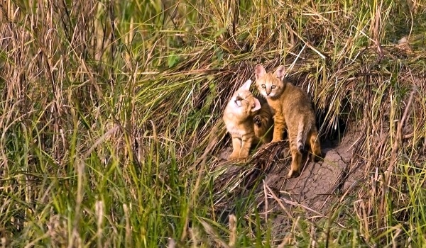 Фото: Камышовый кот в природе