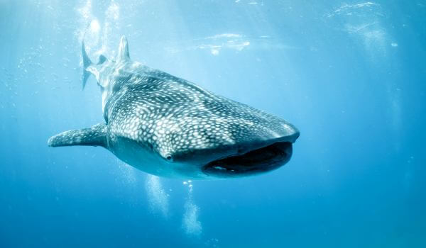 Фото: Большая китовая акула