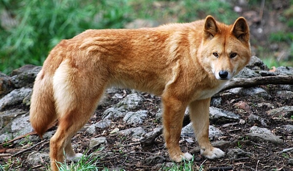 Фото: Красный волк животное