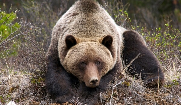 Фото: Медведь гризли 