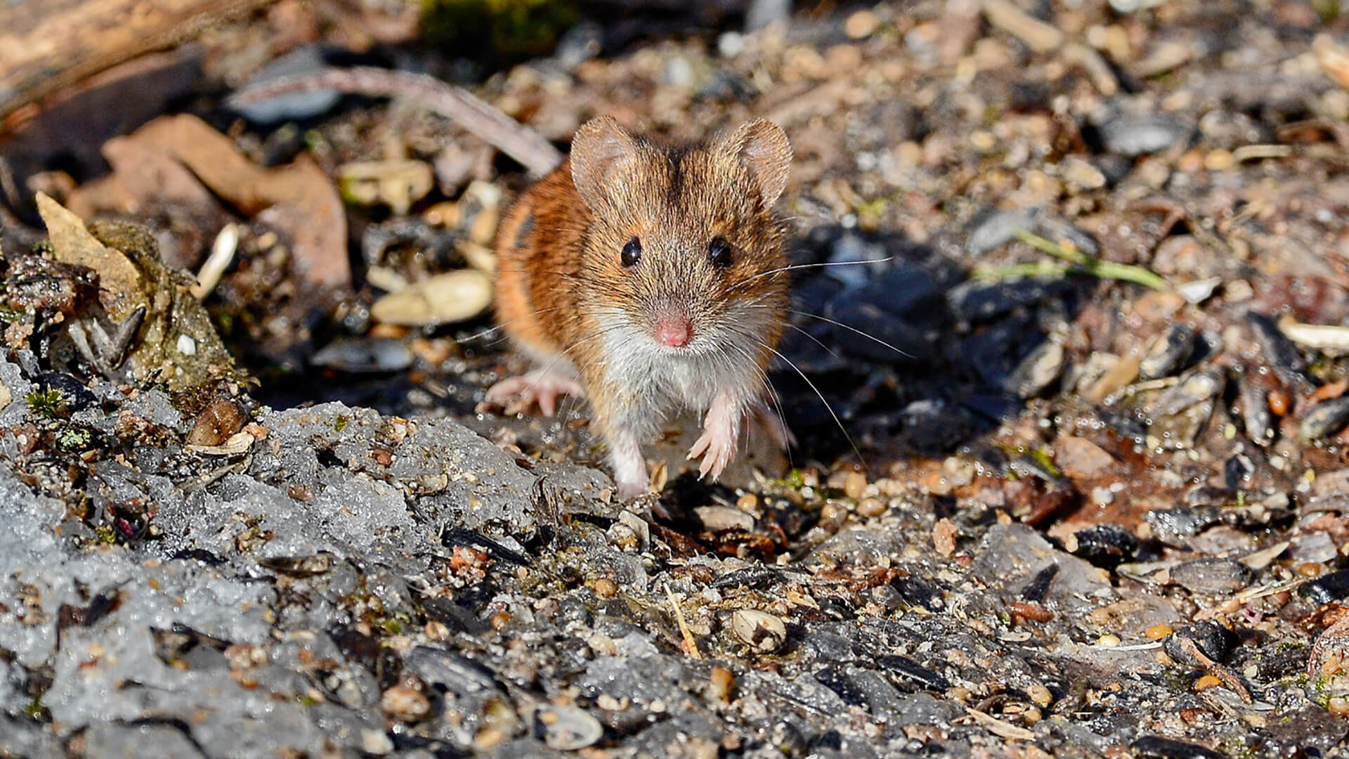 Ареал обитания Полевая мышь