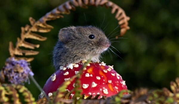 Фото: Мышь полевка животное