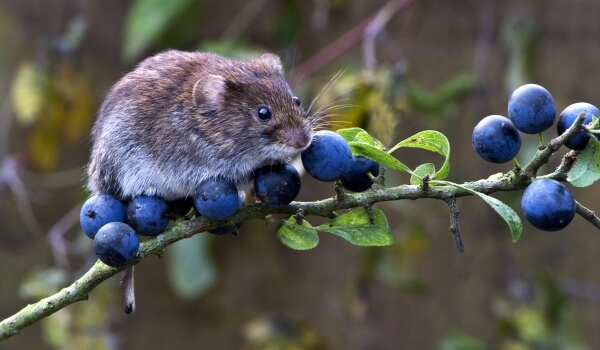 Фото: Мышь полевка