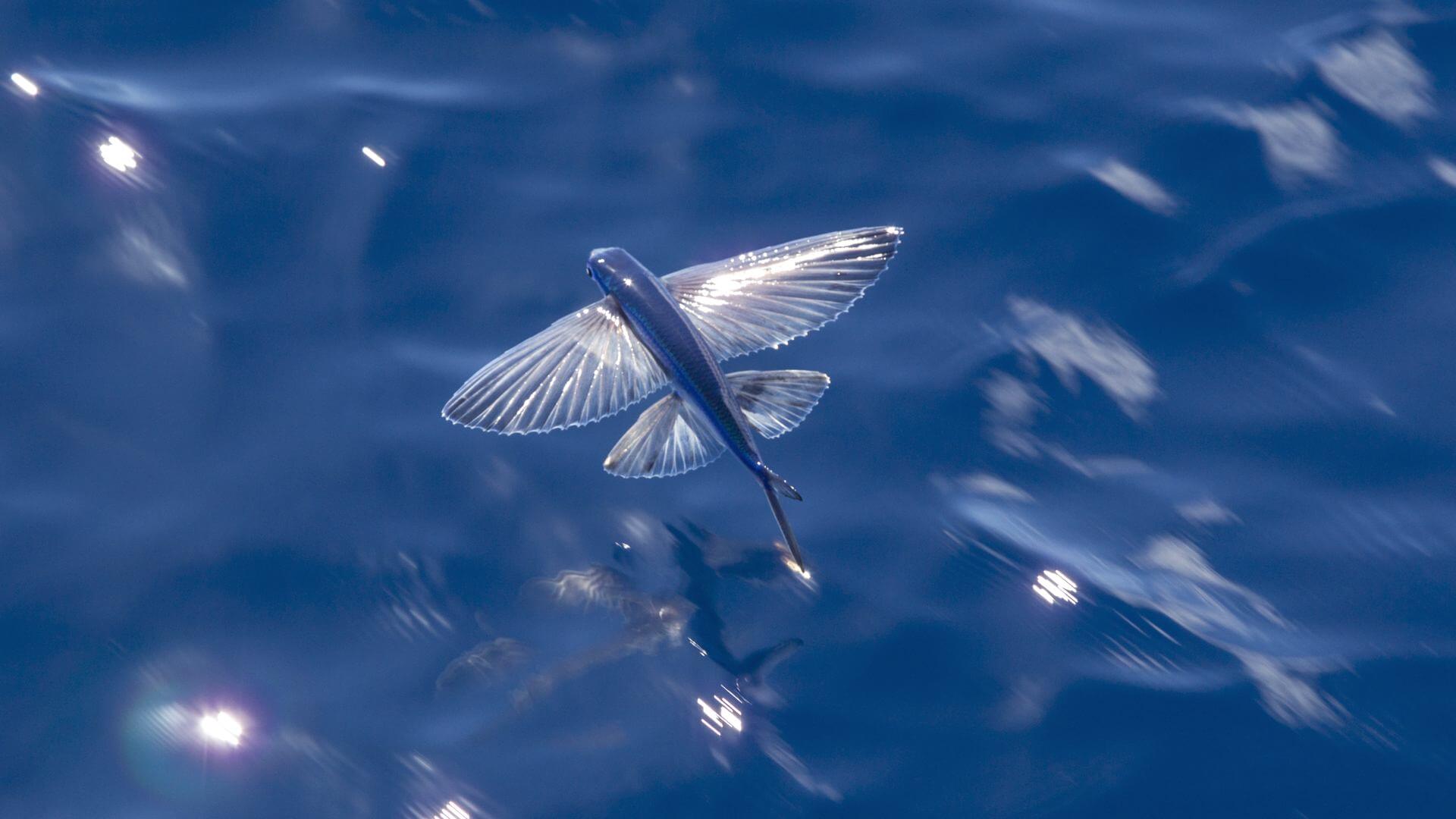 Крылья летучей рыбы. Четырехкрылая летучая рыба. Двукрылая летучая рыба. Летучая рыба биплан. Летучие рыбы Атлантического океана.