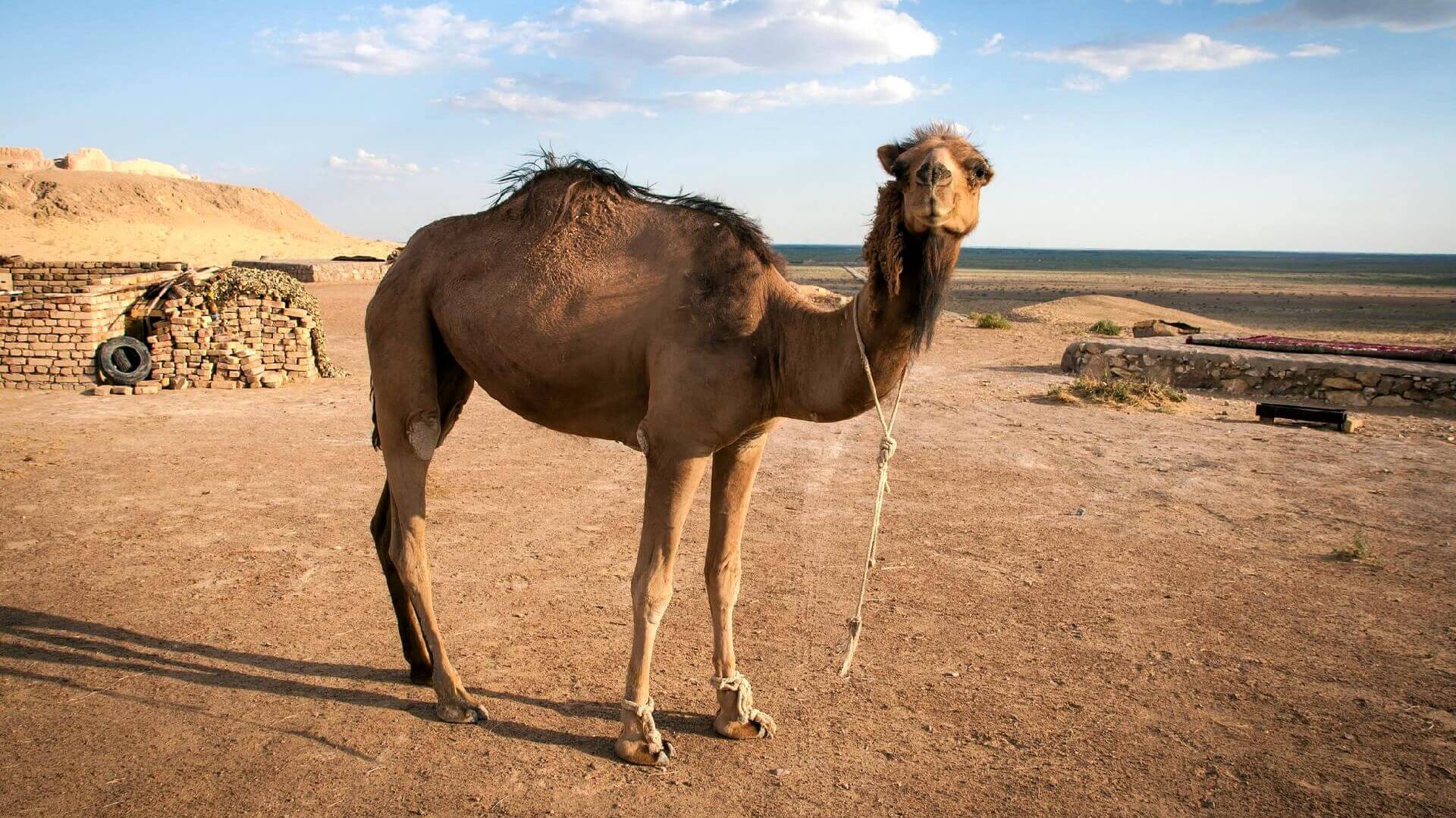Одногорбый верблюд дромедар