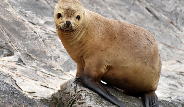 Фото: Как выглядит ушастый тюлень