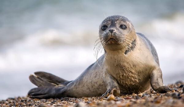 Фото: Ушастый тюлень