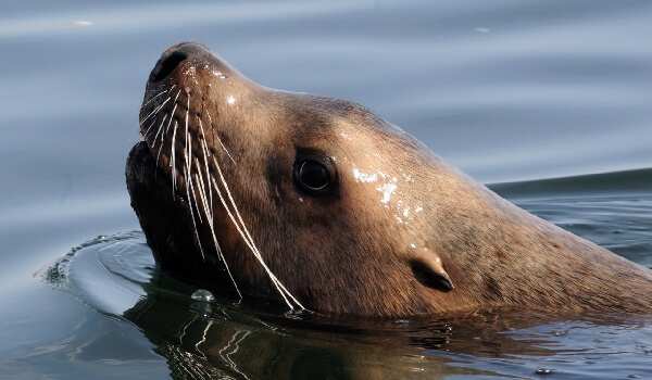 Фото: Ушастый тюлень, или сивуч