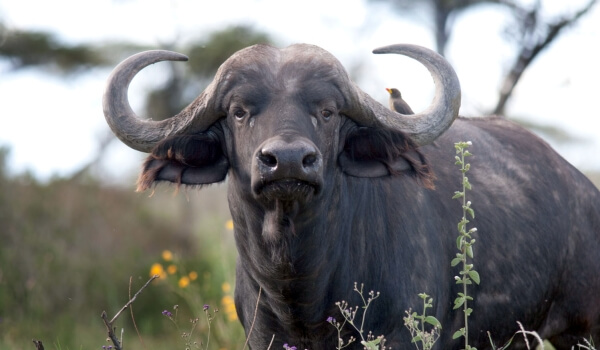 Фото: Африканский буйвол
