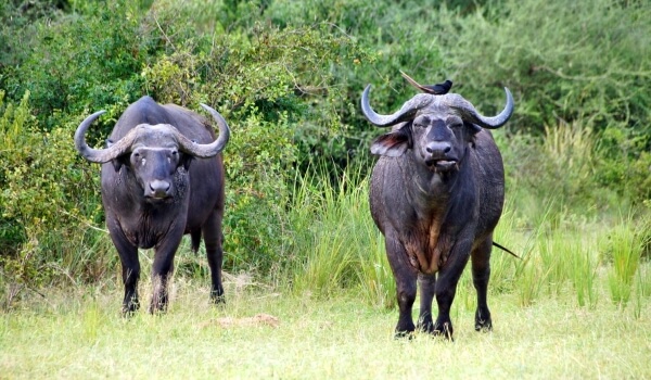 Фото: Животное африканский буйвол