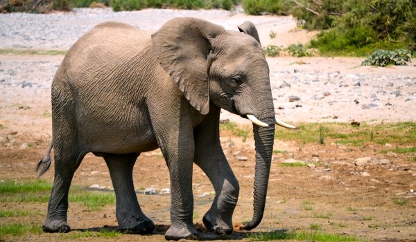 Фото: Африканский слон