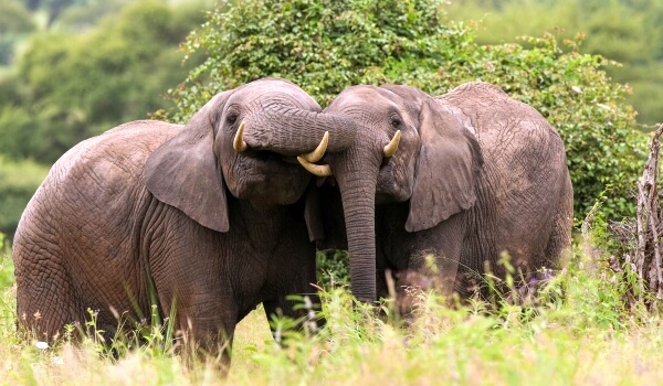 Фото: Животное африканский слон
