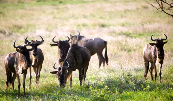 Фото: Антилопа гну на природе