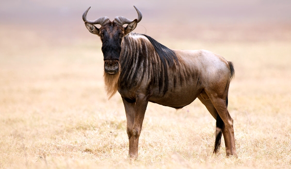Фото: Антилопа гну в Африке