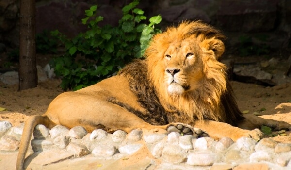 Фото: Азиатский лев