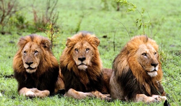 Фото: Животное азиатский лев