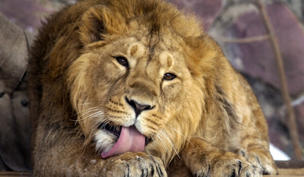 Фото: Азиатский лев Красная книга