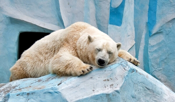Фото: Животное белый медведь