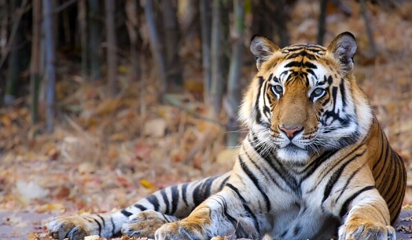 Фото: Бенгальский тигр в природе