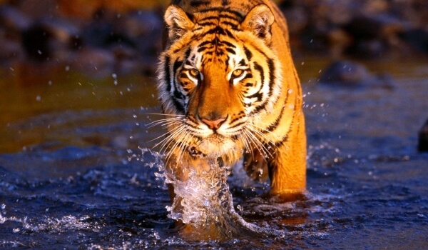 Фото: Бенгальский тигр