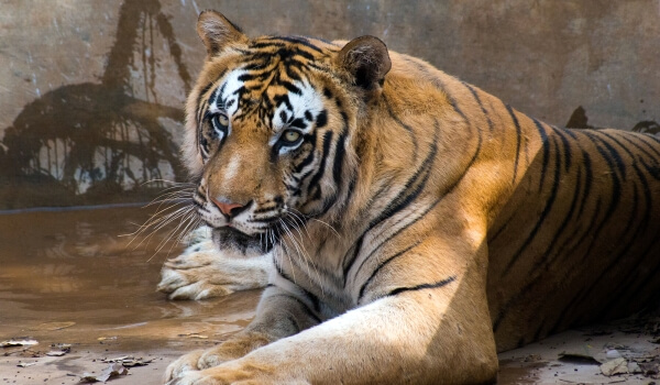 Фото: Бенгальский тигр из Красной книги