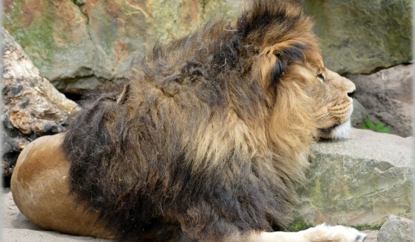 Фото: Берберийский лев