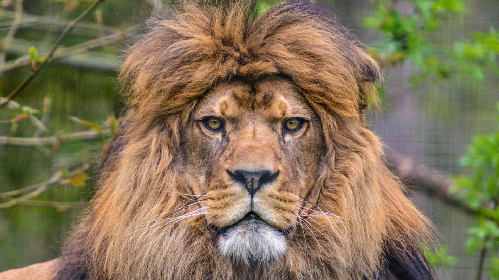 Фото лев с добычей