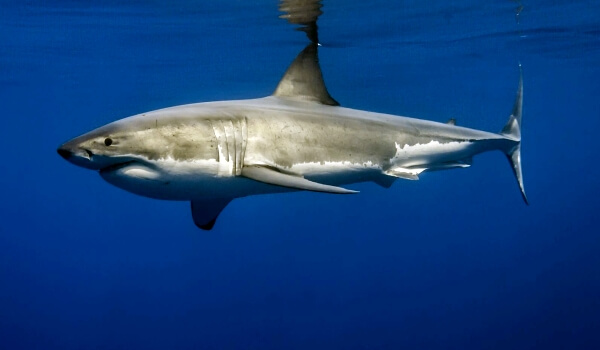Фото: Белая акула