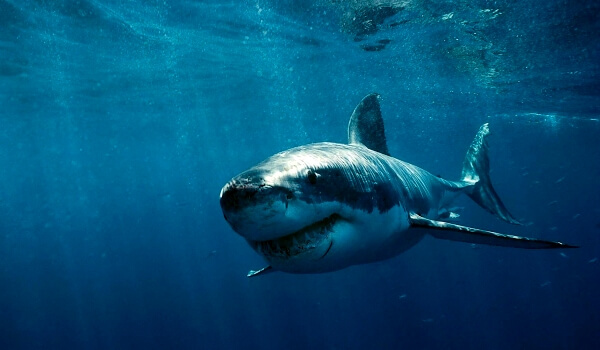 Фото: Большая белая акула