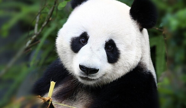 Фото: Животное большая панда
