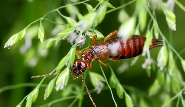 Фото: Двухвостка насекомое