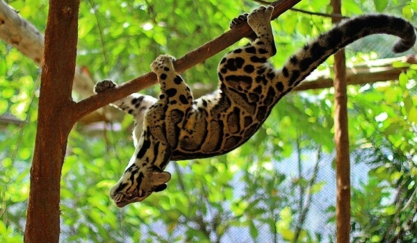 Фото: Дымчатый леопард