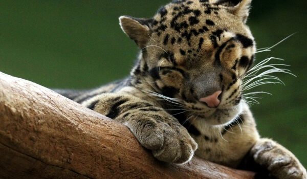 Фото: Дымчатый леопард Красная книга
