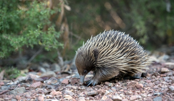 Фото: Ехидна животное из Австралии