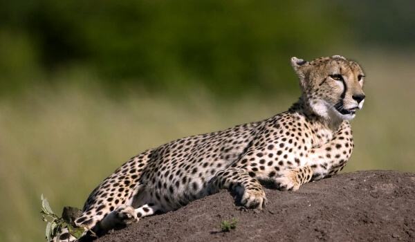 Как узнать, где обитает гепард, как охотится и какую скорость развивает