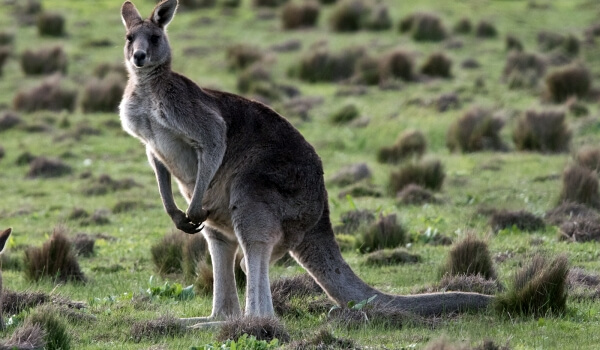 Фото: Серый восточный кенгуру