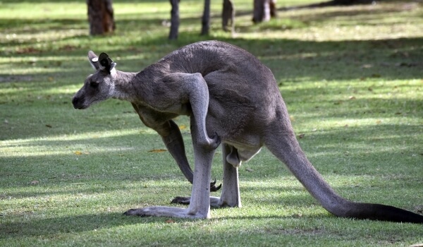Фото: Гигантский кенгуру