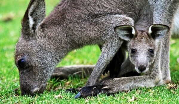 Фото: Животное гигантский кенгуру