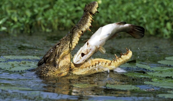 Фото: Гребнистый крокодил