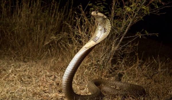 Фото: Животное кобра