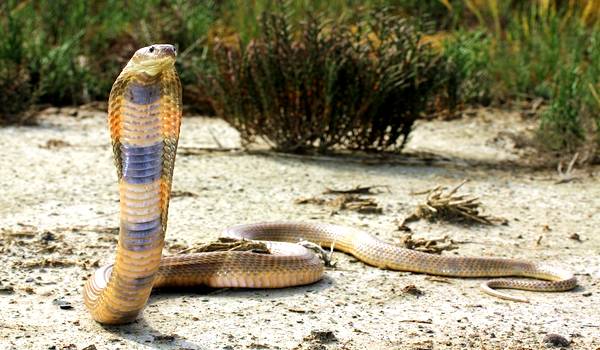 Фото: Среднеазиатская кобра