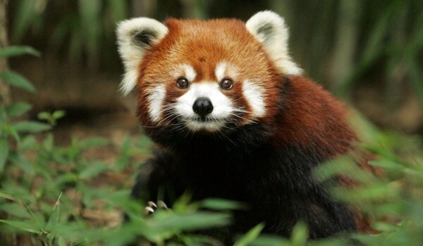 Фото: Животное малая красная панда
