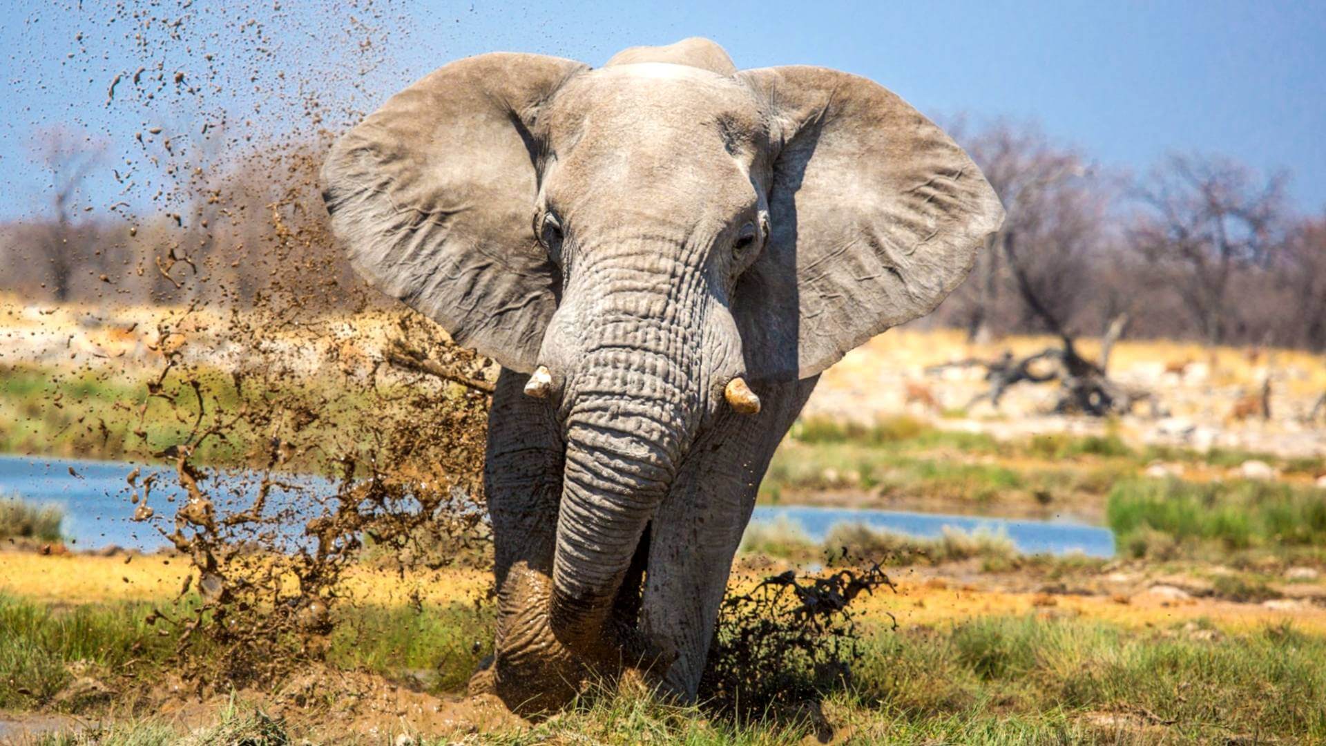 Фото слона в африке