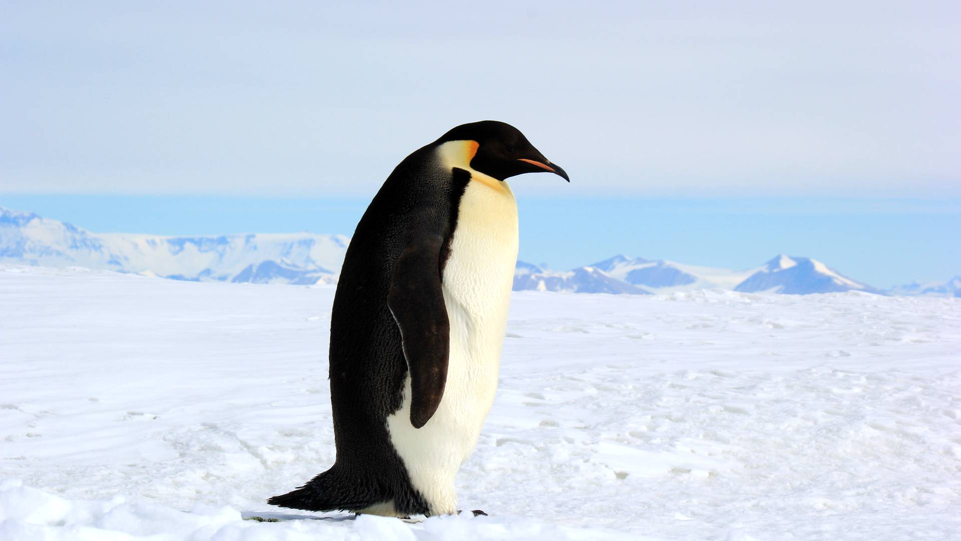 Обиженный пингвин на стуле