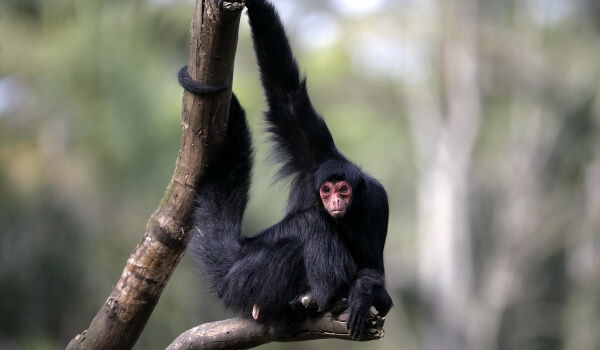 Фото: Животное паукообразная обезьяна